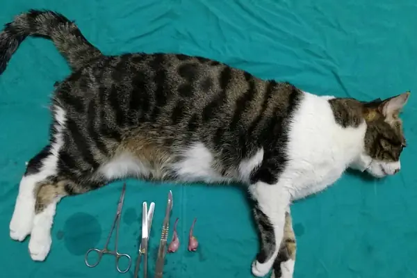 Nizip Veteriner Kliniği