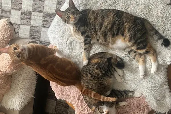 Aydoğan Veteriner Kliniği