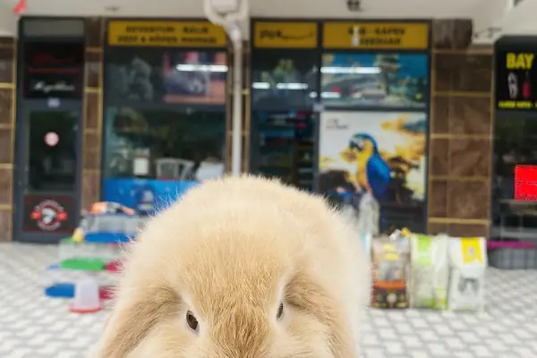 TIFIL PETSHOP