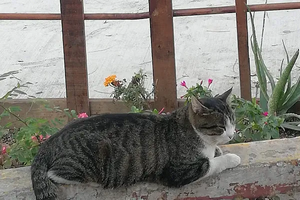 FINDIKLI MERKEZ TAKSİ