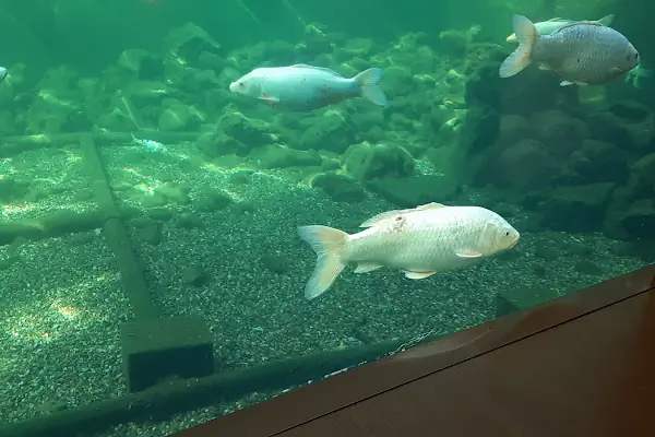 Bursa Cihan Akvaryum & Petshop