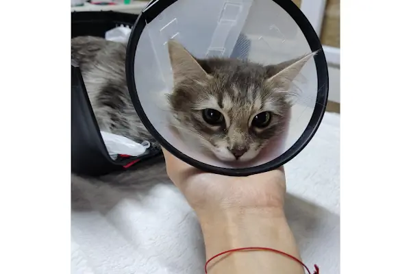Bosna Falvara Veteriner Kliniği