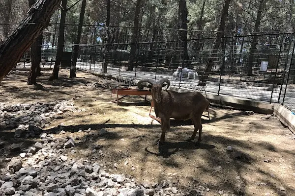 Kumluca Sarnıç Tepesi Hayvanat Bahçesi