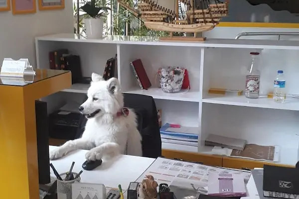 UMUTVET Veteriner Kliniği