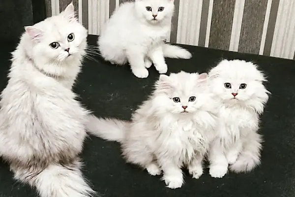 Vet Extra Güneşevler Veteriner Kliniği