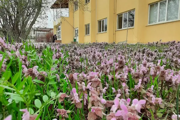 Ankara Üniversitesi Kalecik Meslek Yüksekokulu
