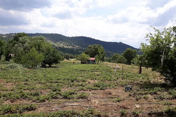 Çeribaşı
