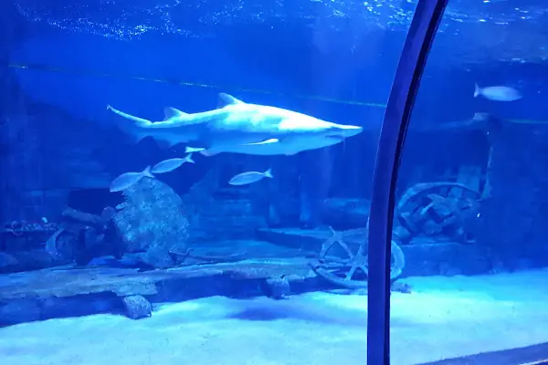 ViaSea Aquarium