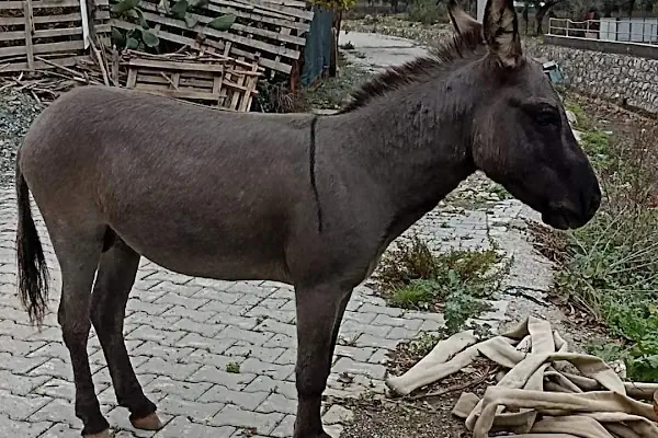 Barış Öztürk Çiftliği