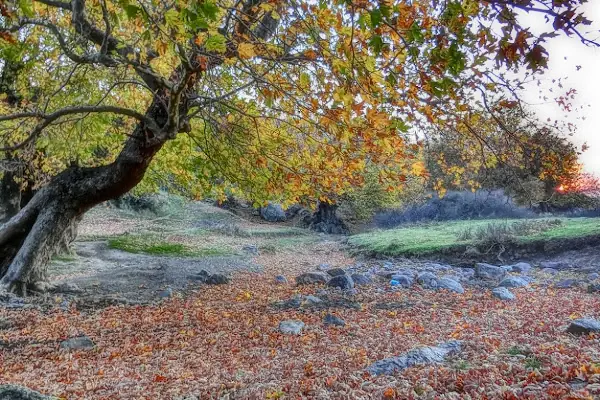 Yeniceköy Manastır