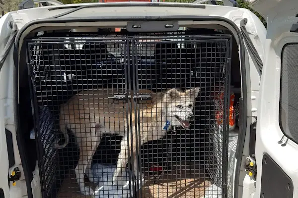Pet Taksi Sevimli