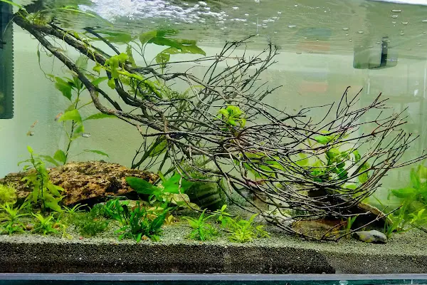 Hyreaqua Akvaryum ve Pet Market