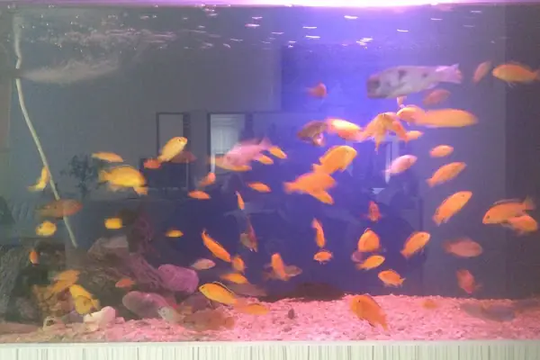 Masal HOBİ EVi - Petshop, Hediyelik Eşya, Takı ve Aksesuar