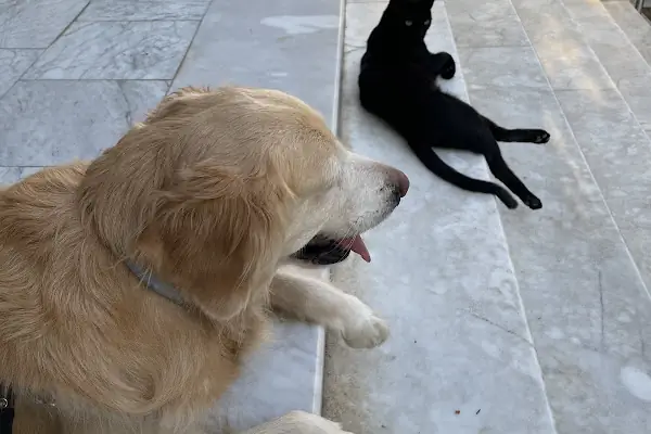 CediVet Veteriner Kliniği