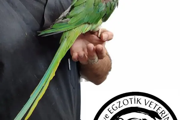 KİMERA VETERİNER EGZOTİK HAYVAN VETERİNERİ İZMİR