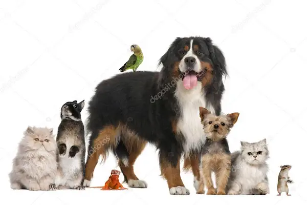 Keçiören Tepebaşı Veteriner Kliniği